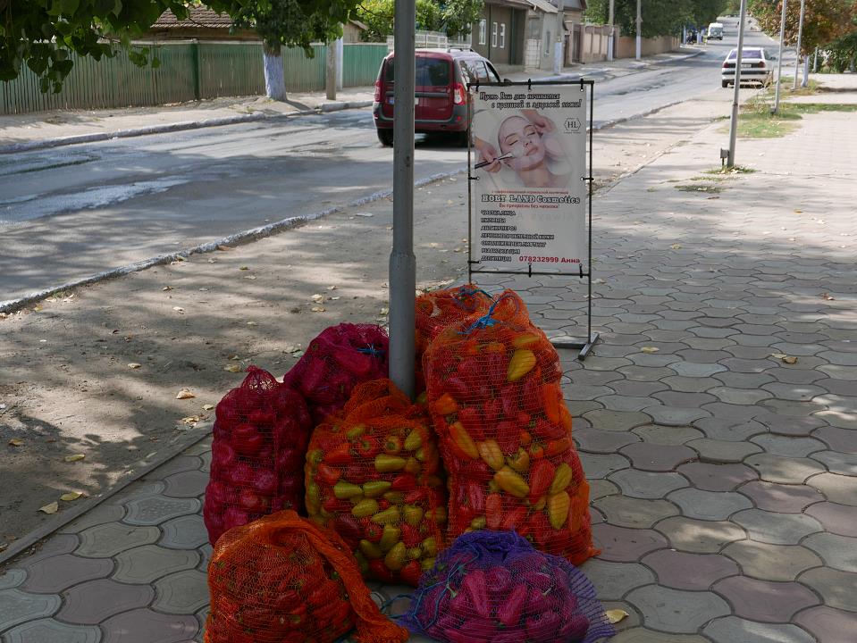 P1010519.jpg