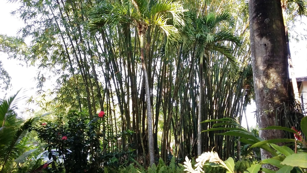 bamboo las.jpg