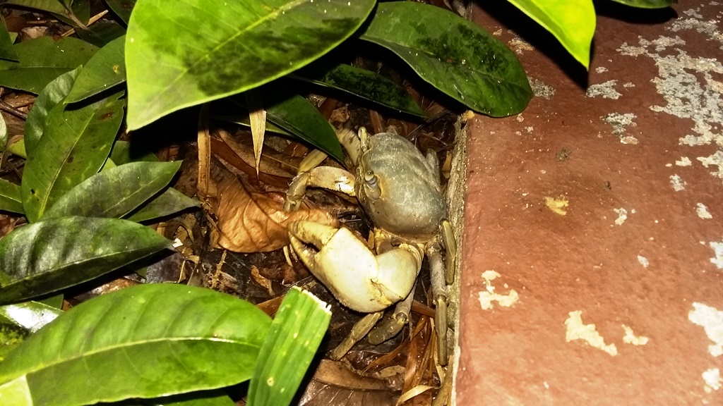 krab 2.jpg