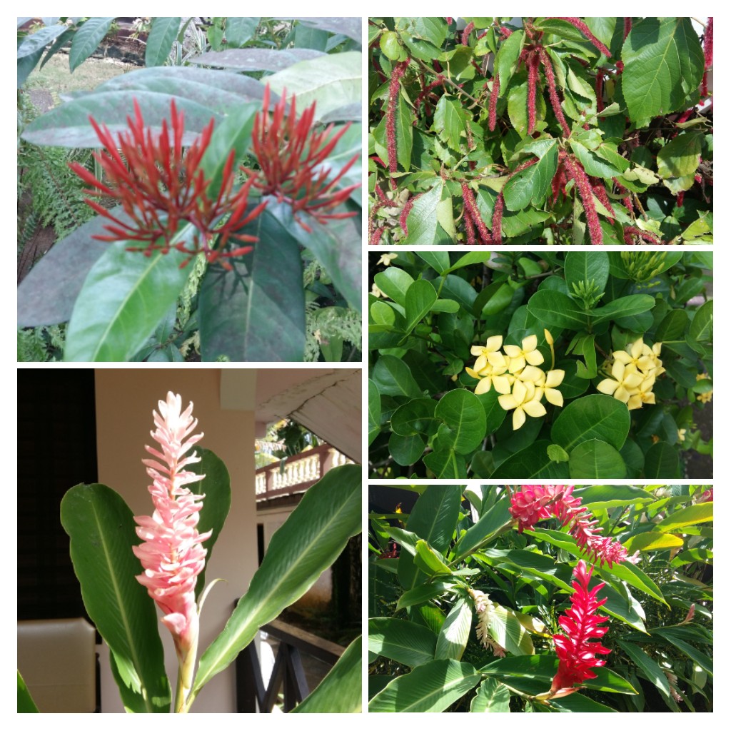 20161024_161705-COLLAGE.jpg
