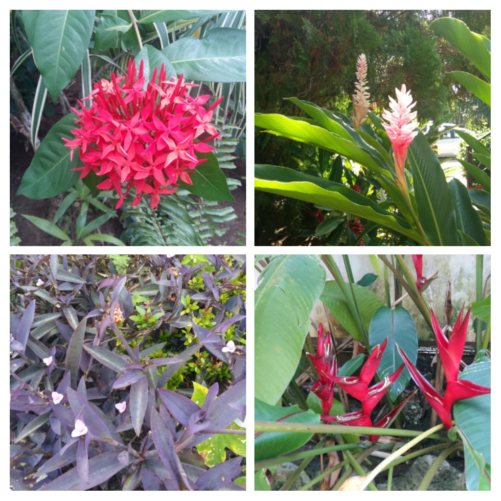 20161024_161957-COLLAGE.jpg