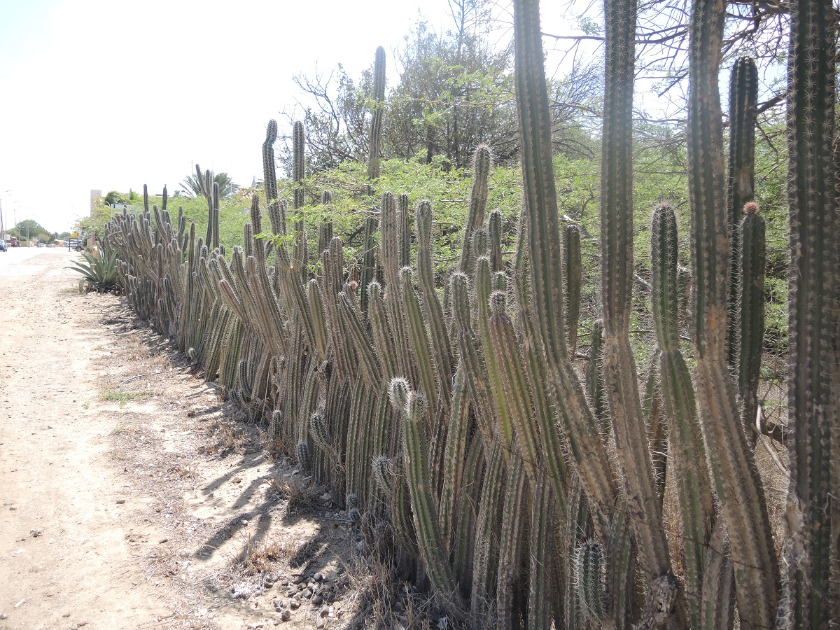 DSCN0044.JPG