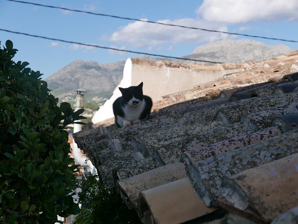 P1010704.jpg