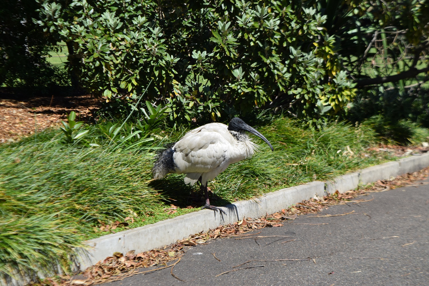DSC_0320.JPG