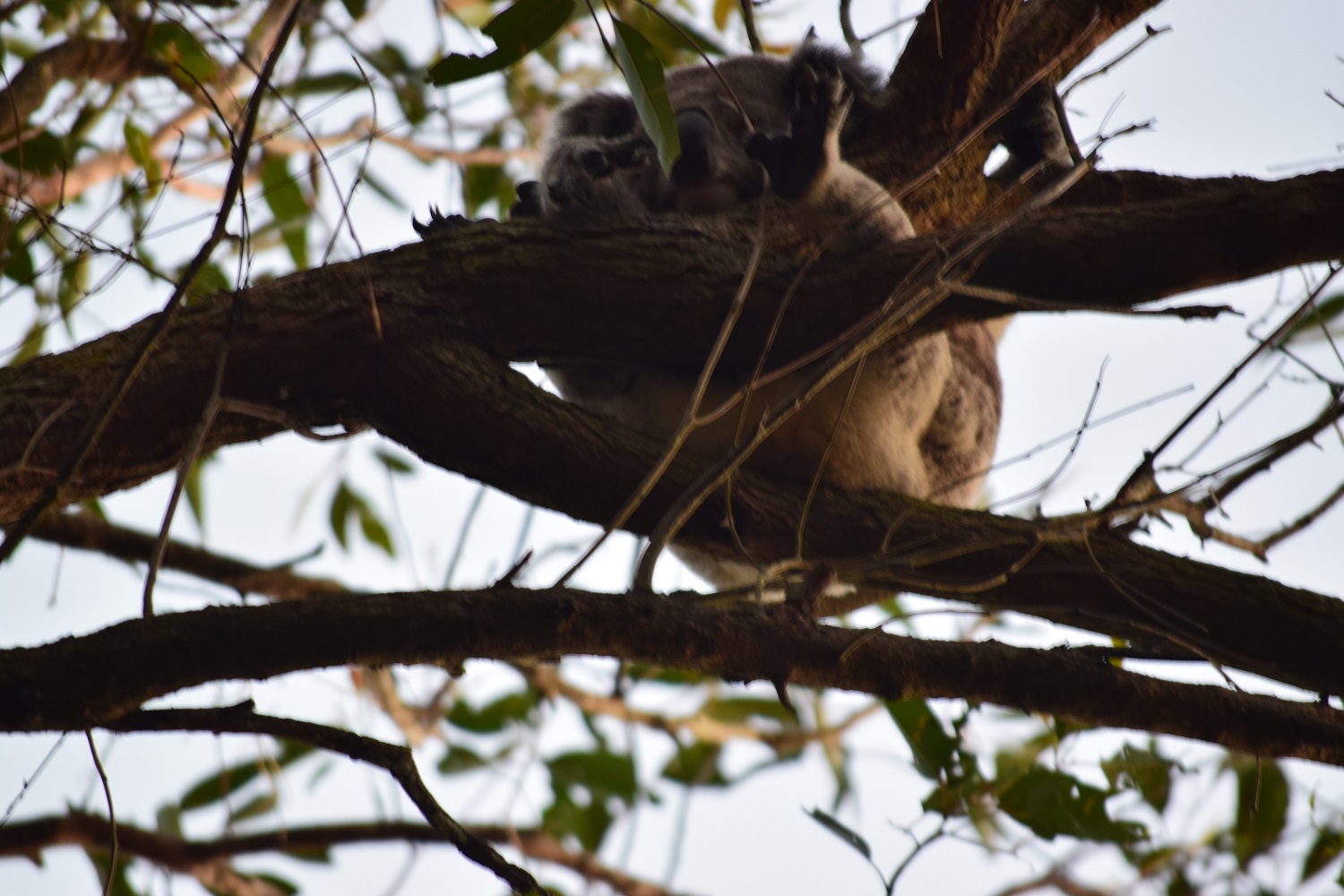 DSC_0531.JPG
