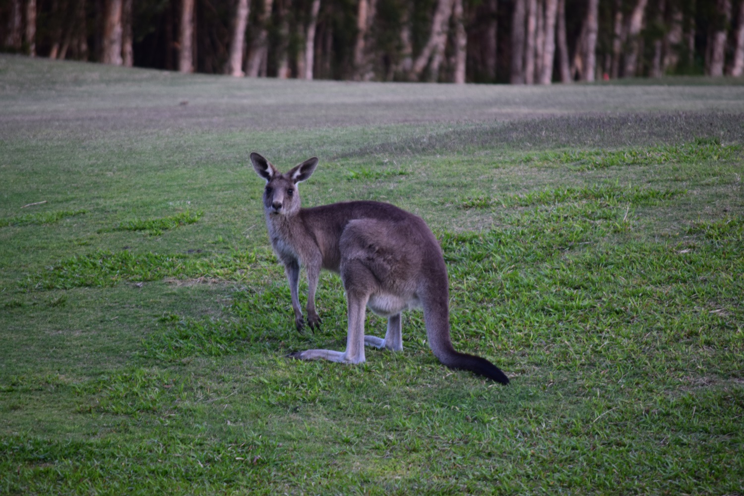 DSC_0540.JPG