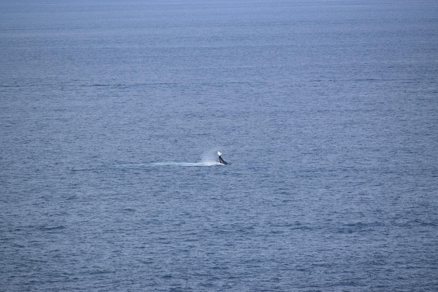 DSC_0646.JPG