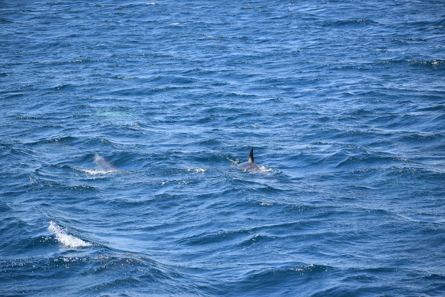DSC_0720.JPG