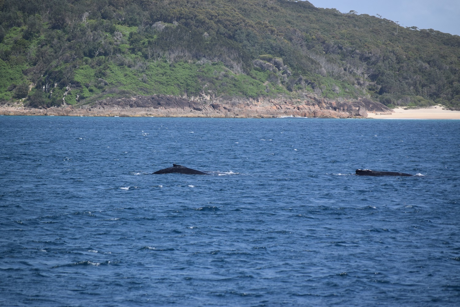 DSC_0736.JPG
