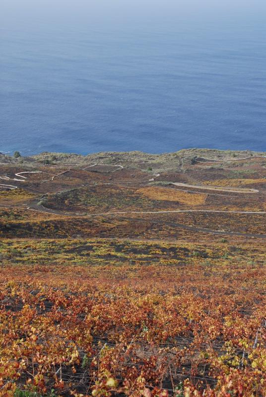DSC_0427.JPG