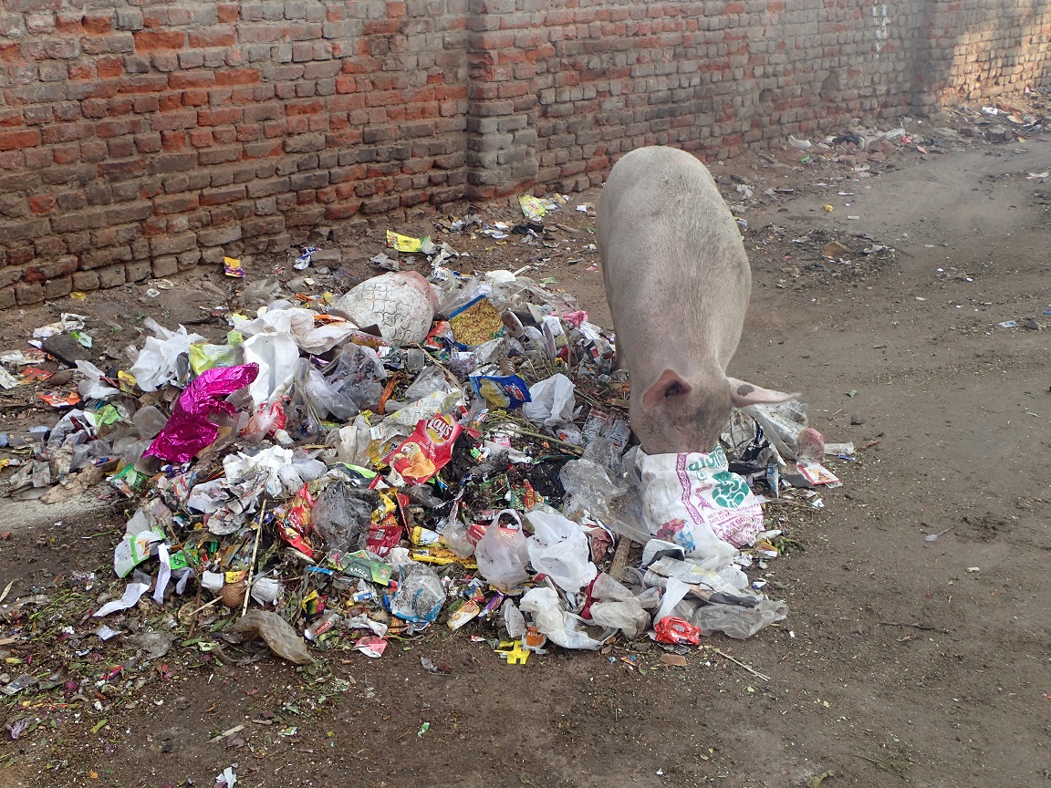 delhi2015 (10).JPG