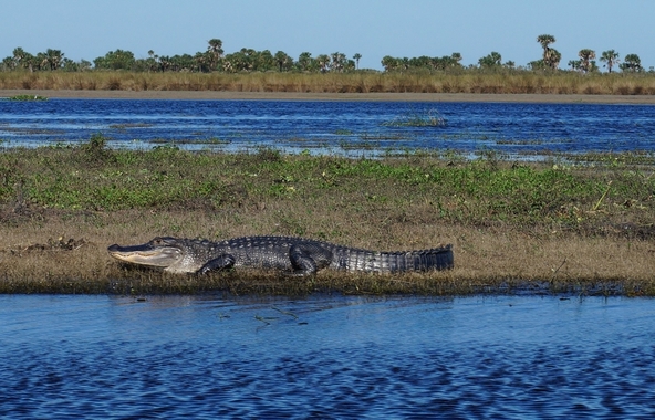Orlando_Gator2.jpg