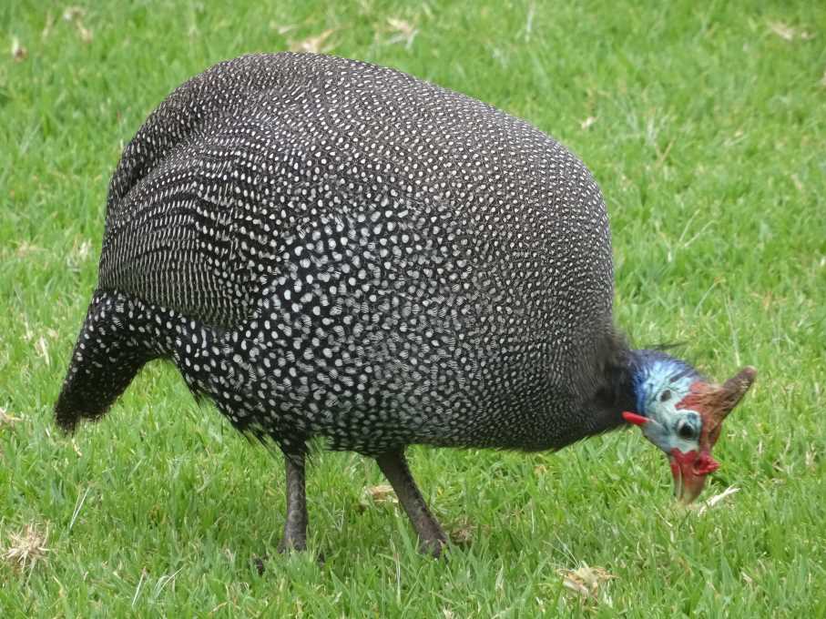 5_7_Swakop perlica.jpg