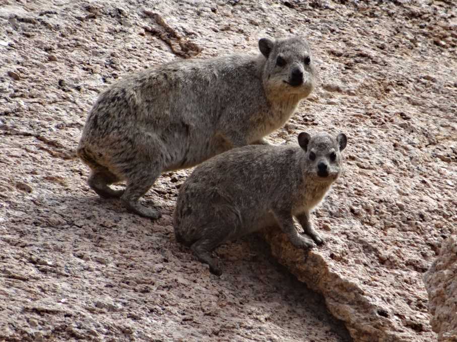 6_5 Spitzkoppe goralki.jpg