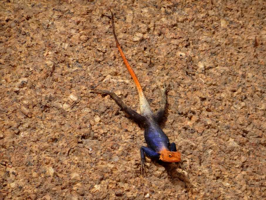 6_9 agama.jpg