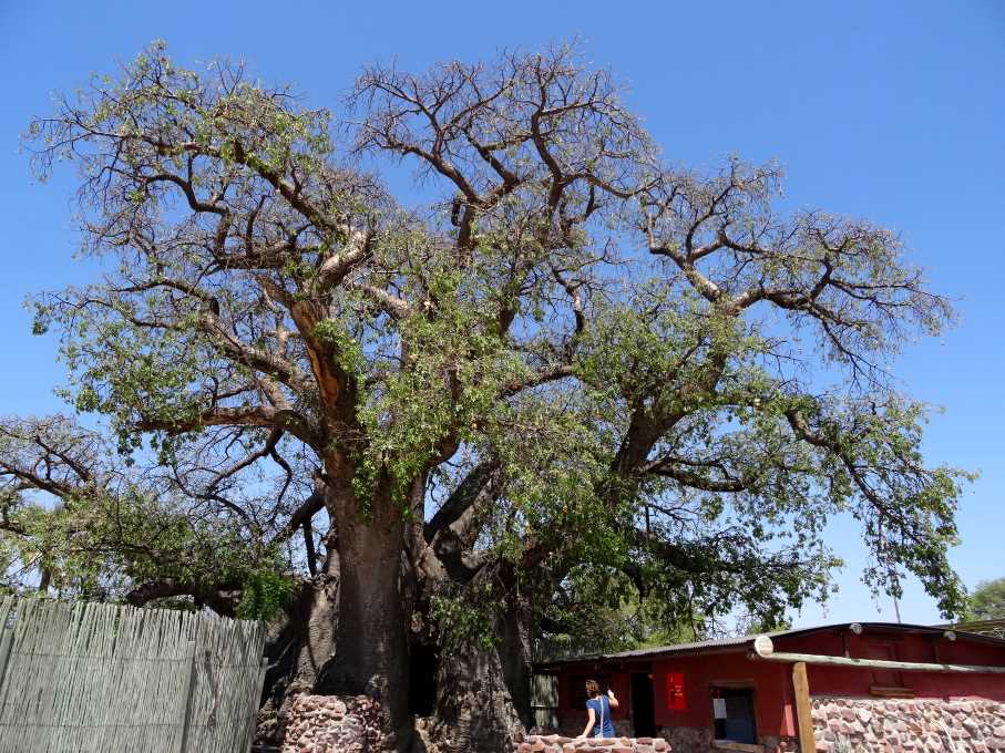 9 baobab.jpg