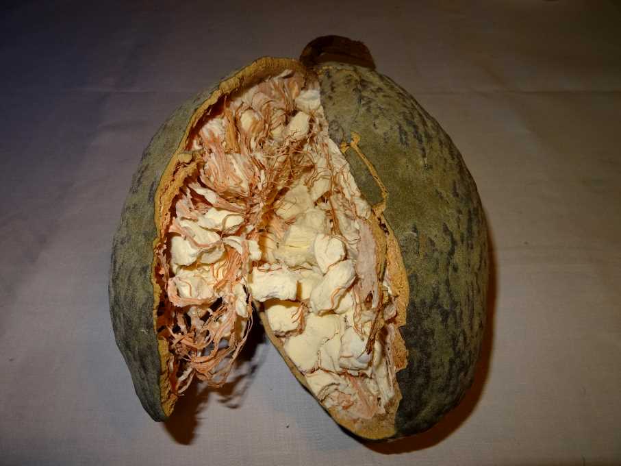 12 baobab owoc.jpg