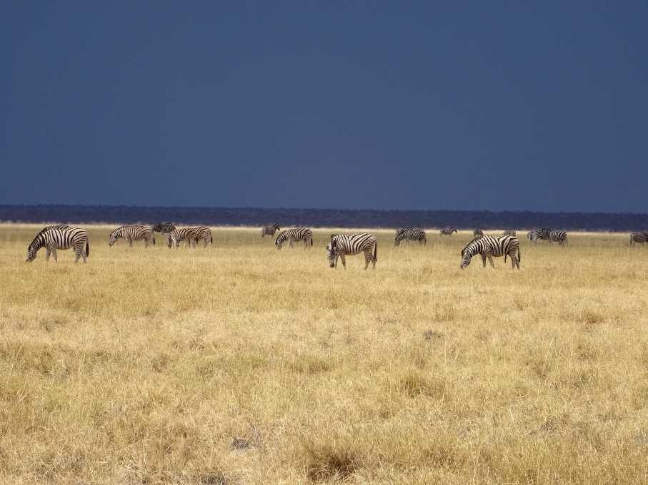 13 Etosha zebry.jpg