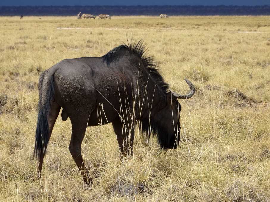 14 Etosha gnu.jpg