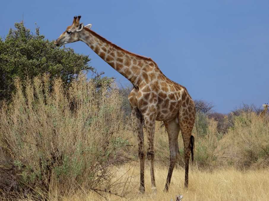 18 Etosha żyrafa.jpg