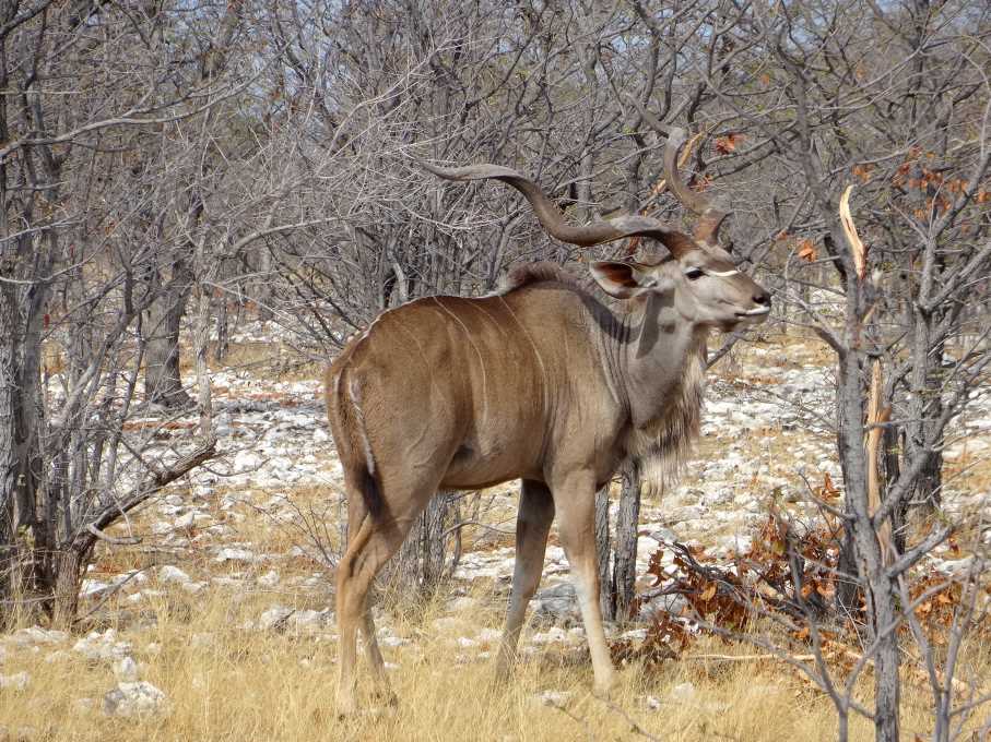 4 kudu.jpg