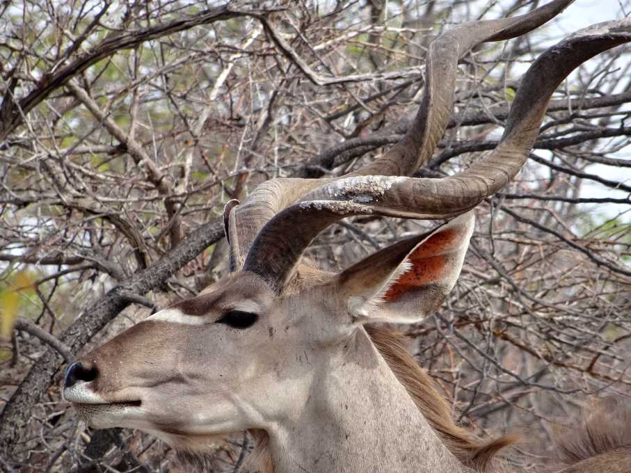 5 kudu głowa.jpg