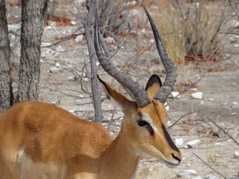 7 impala.jpg