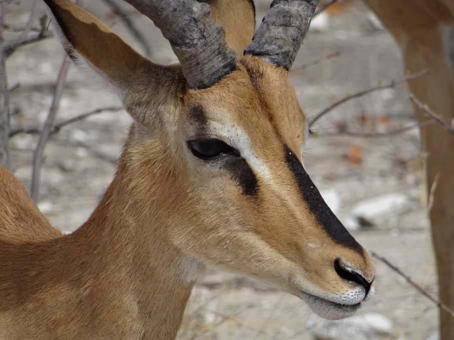 7b impala.jpg