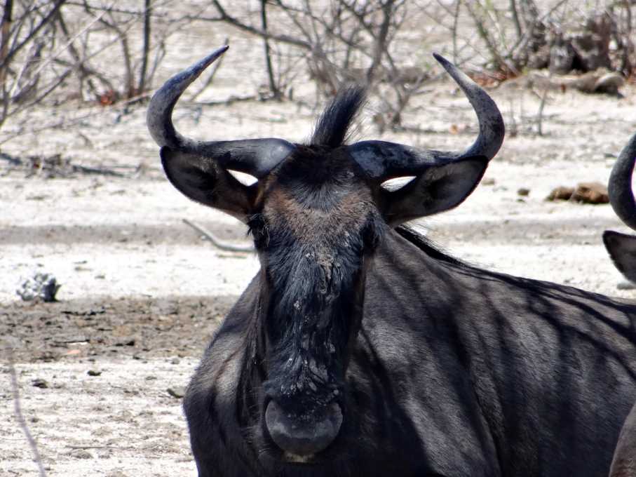 12 gnu.jpg