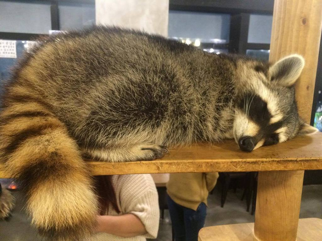 szopy3.jpg