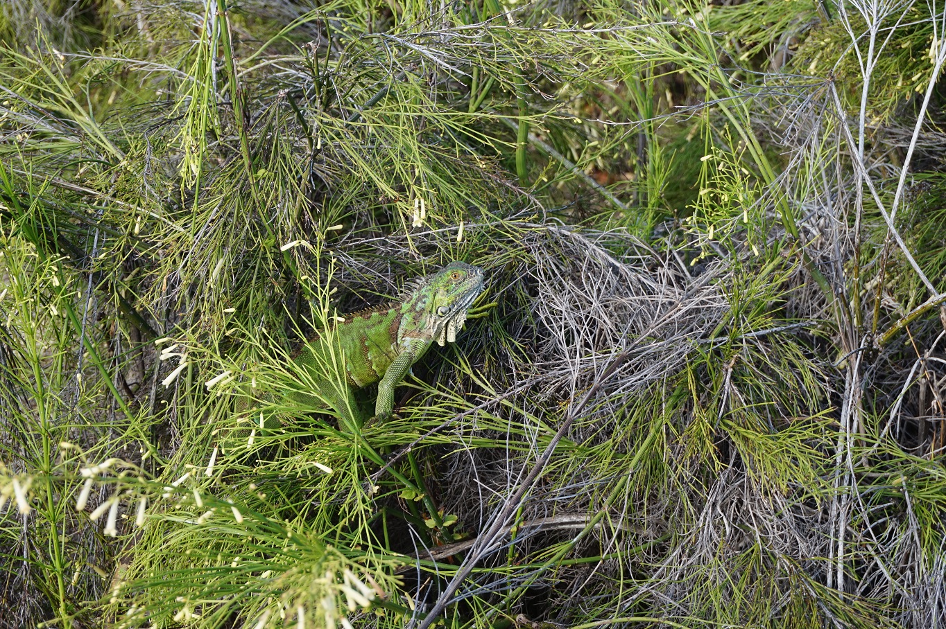 iguana.jpg