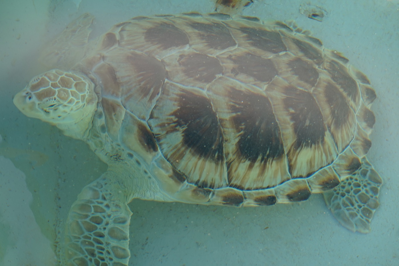 turtle_farm2.jpg