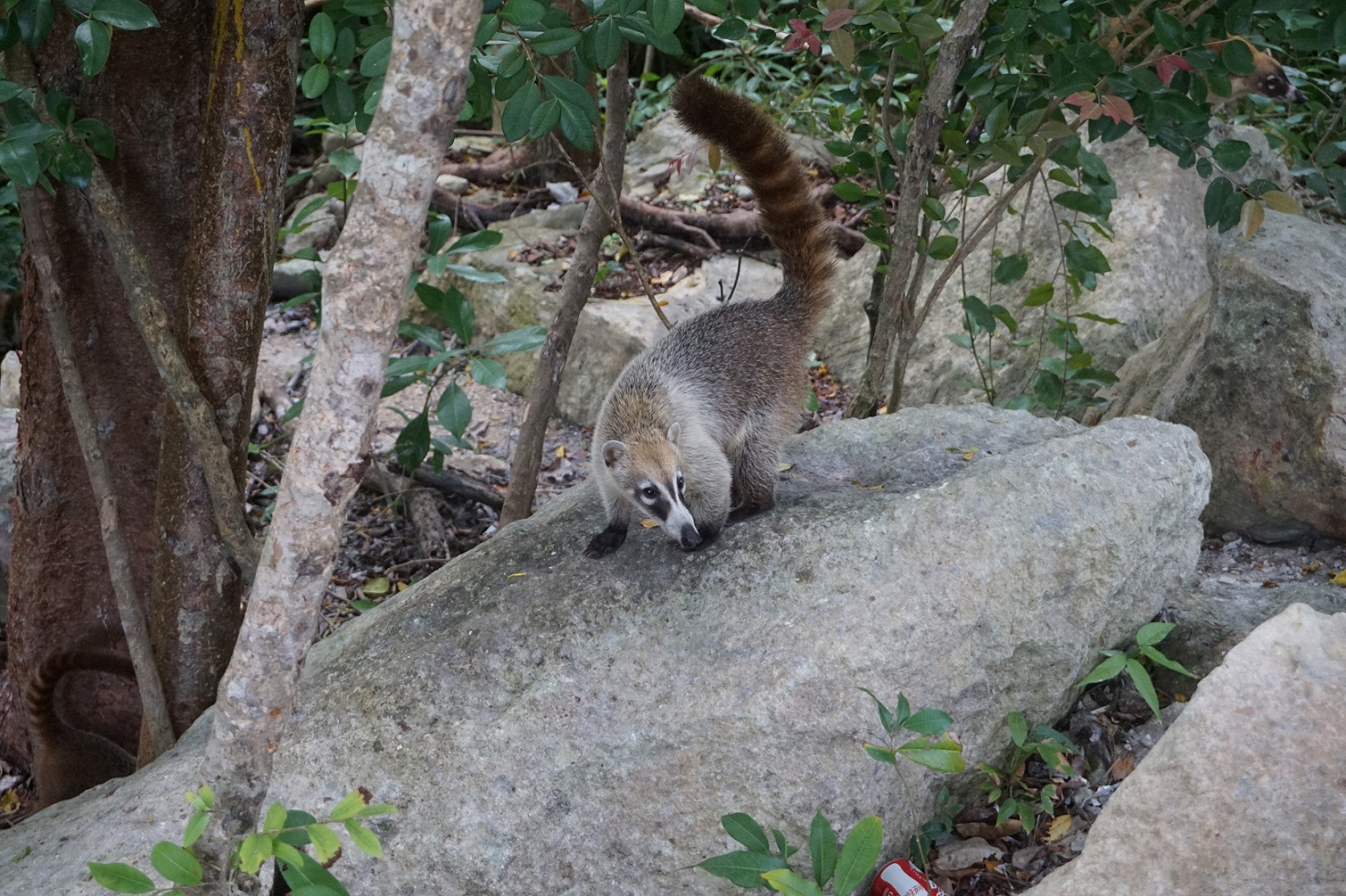 skunks.jpg