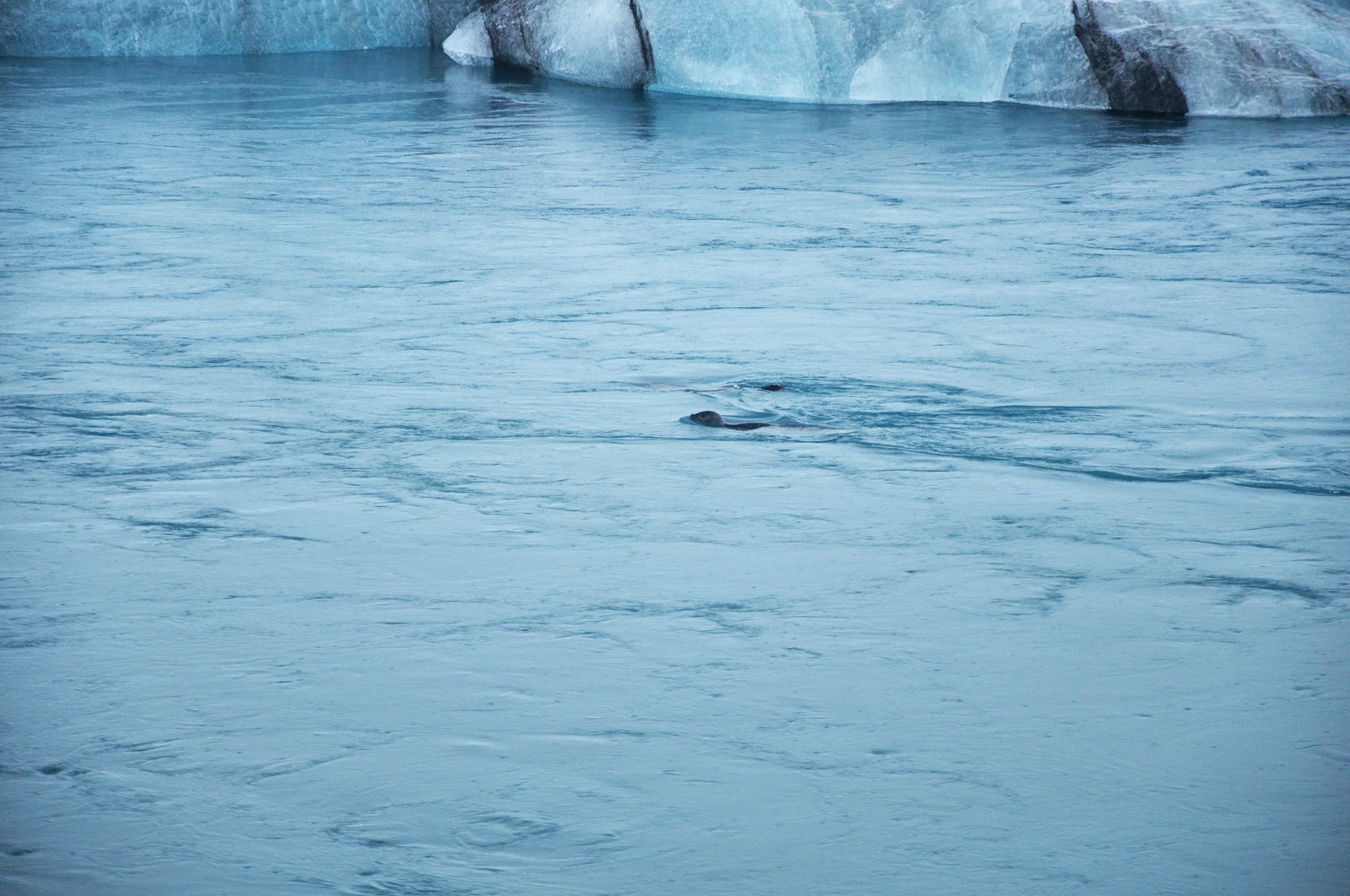 DSC_1305.jpg