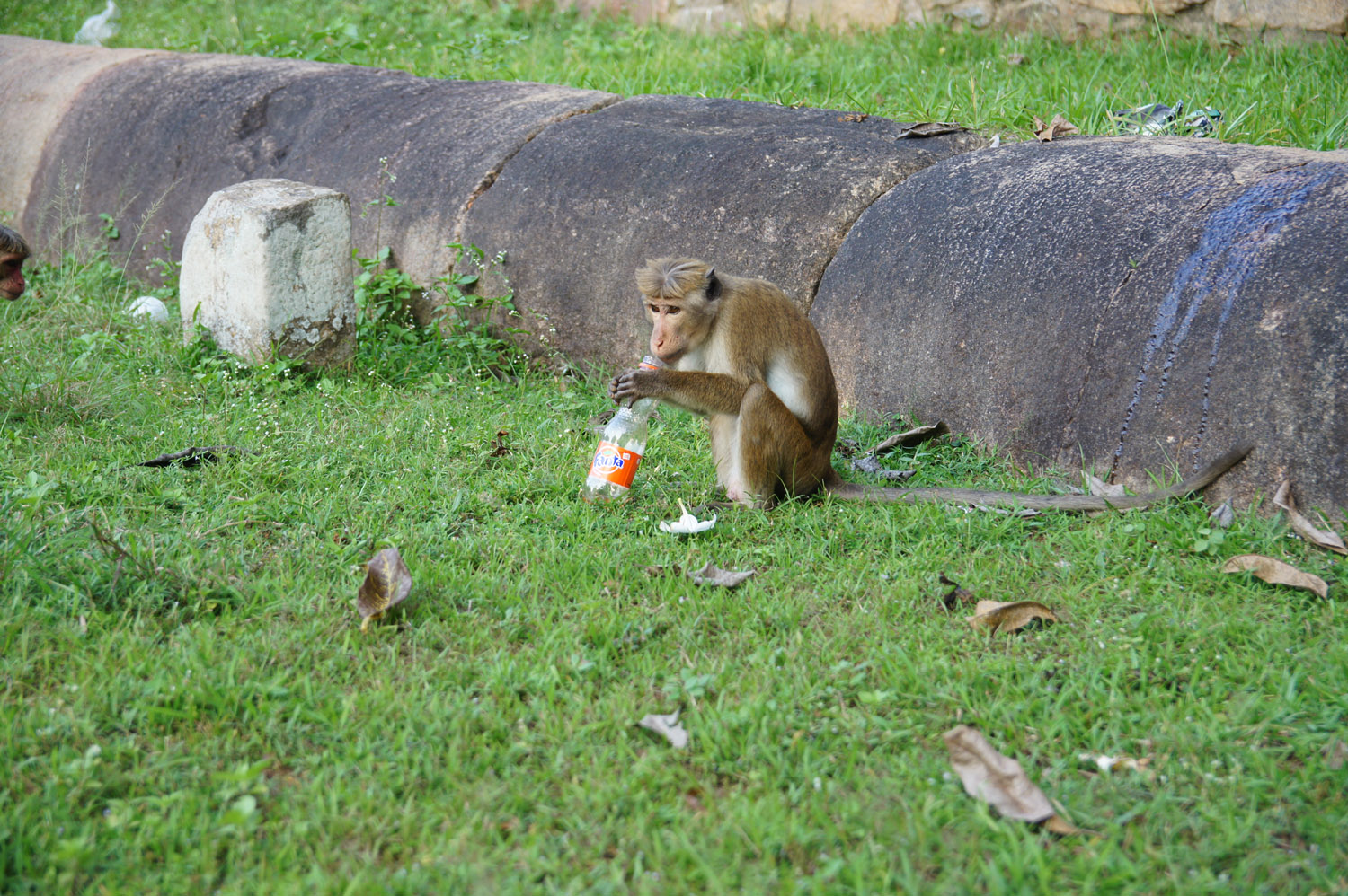 DSC01237.JPG