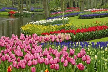 keukenhof_kwiaty_ogród_park_designsekcja_41.jpg