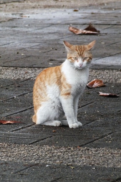 Doominikana (654).jpg