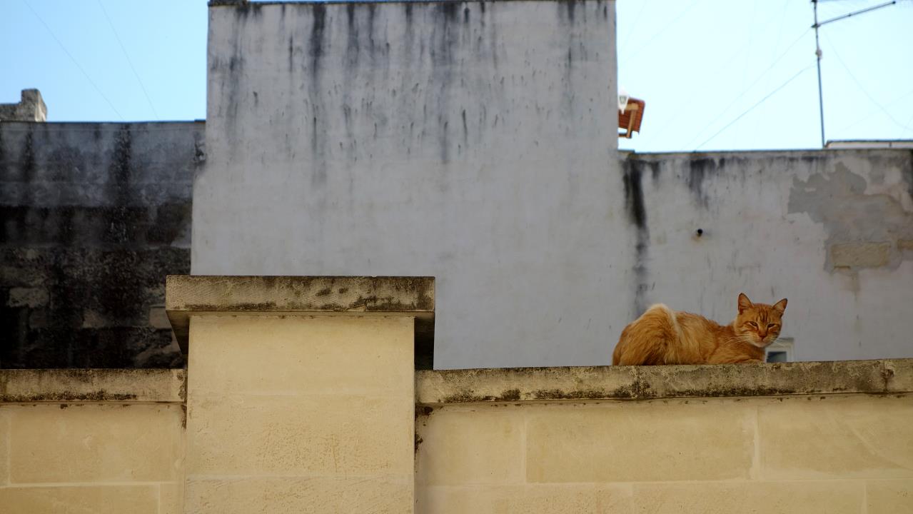 DSC05985.jpg