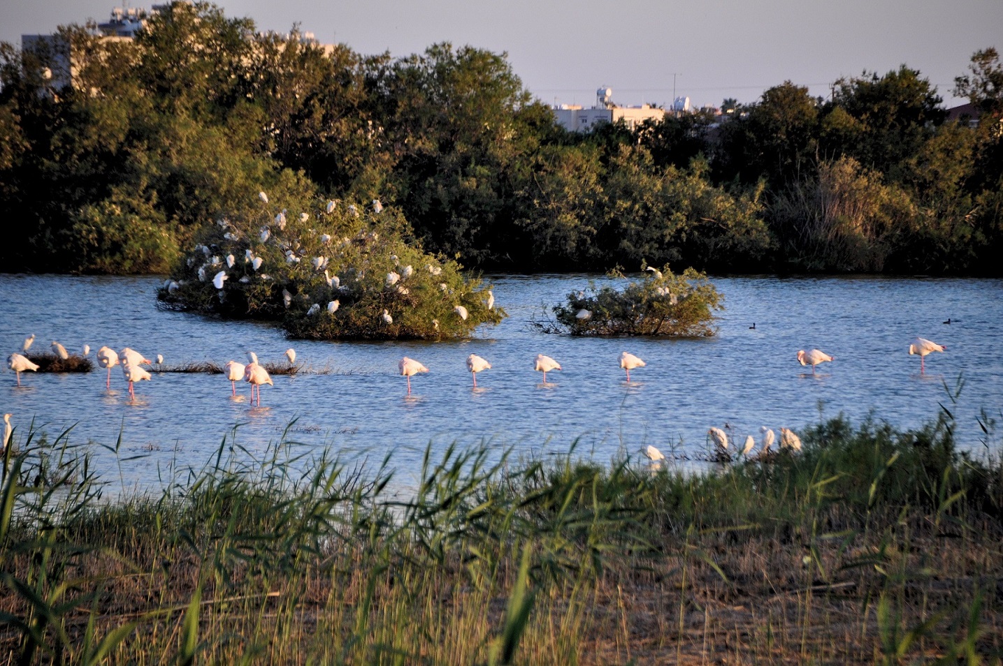 DSC_5306a.jpg