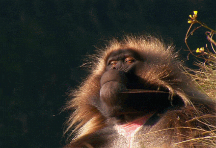 ezgif.com-resize (4).gif