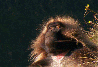 maly.gif