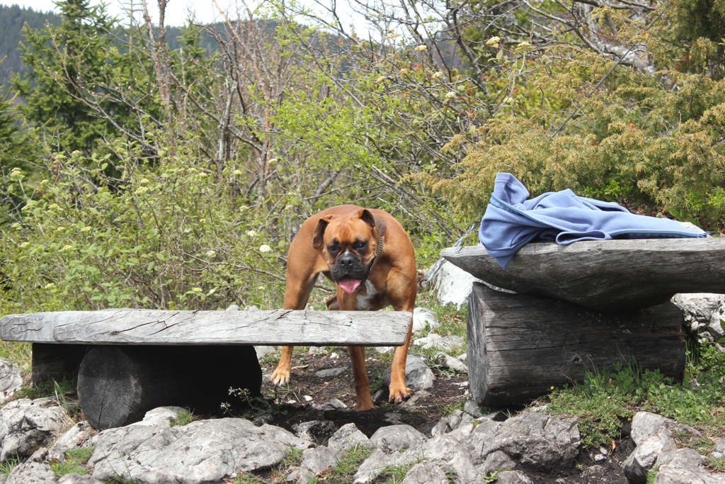 IMG_2013 - Vodnikov Razglednik, Slovenia - 03 maj 2017, godz. 06.04.JPG