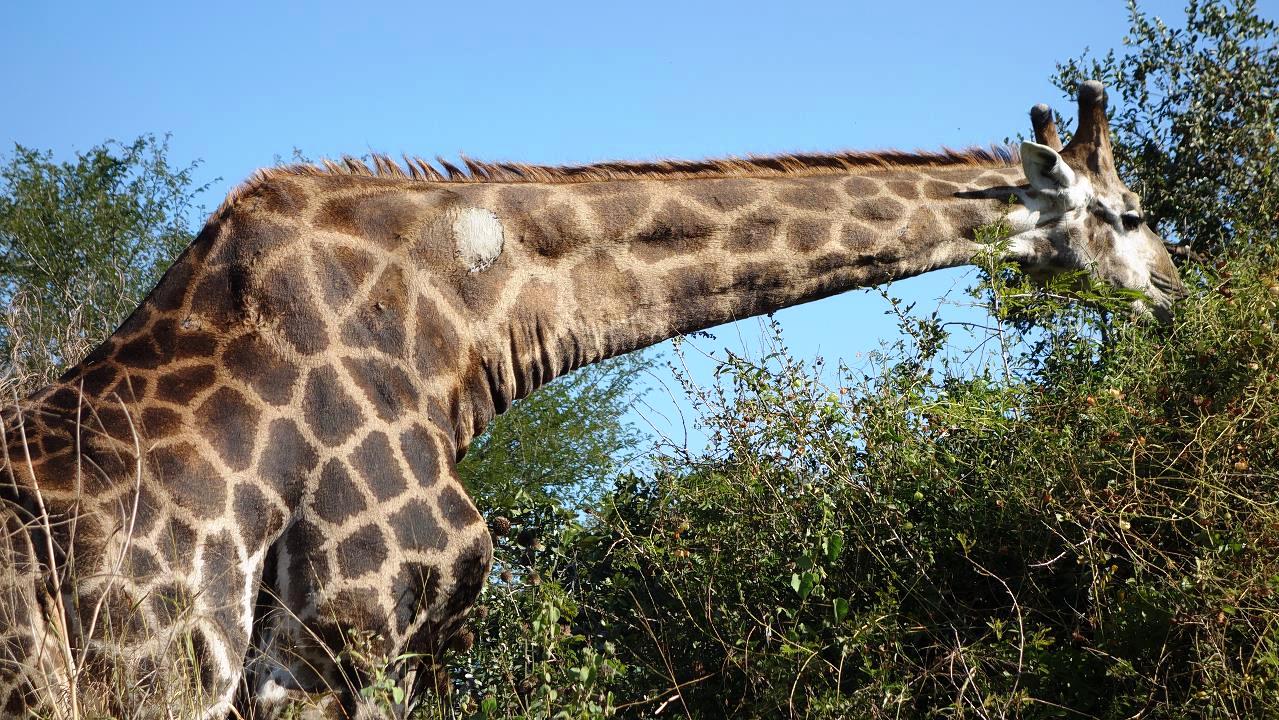 DSC07267.jpg