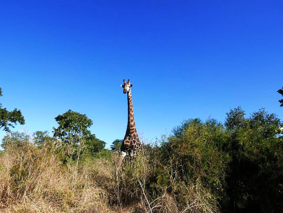 P1050650.jpg