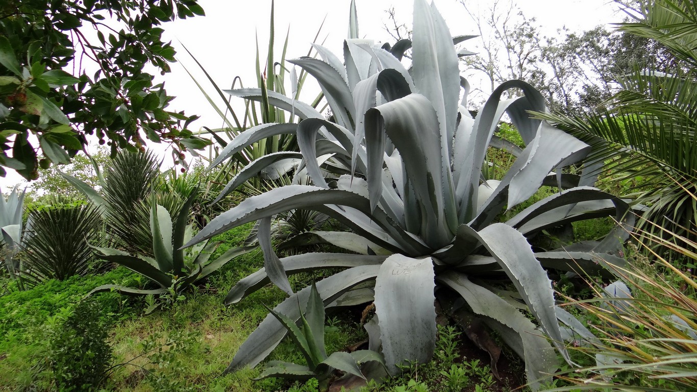 Monserrate106.jpg