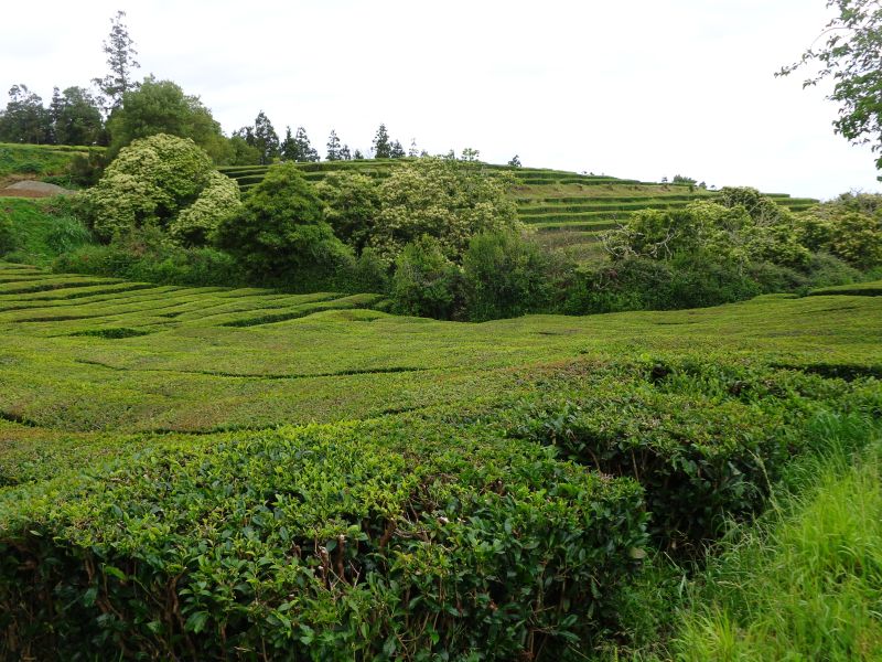 DSC02464.JPG