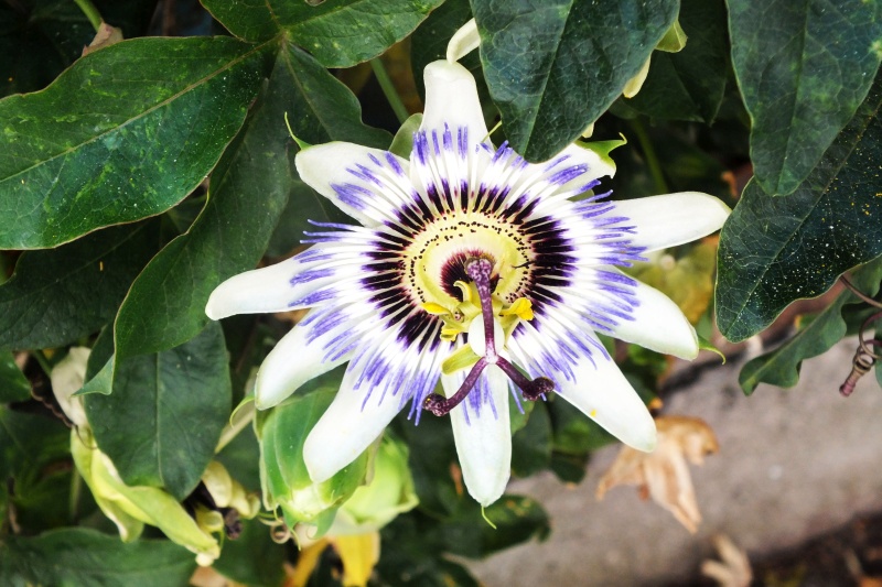 DSCF6078.jpg